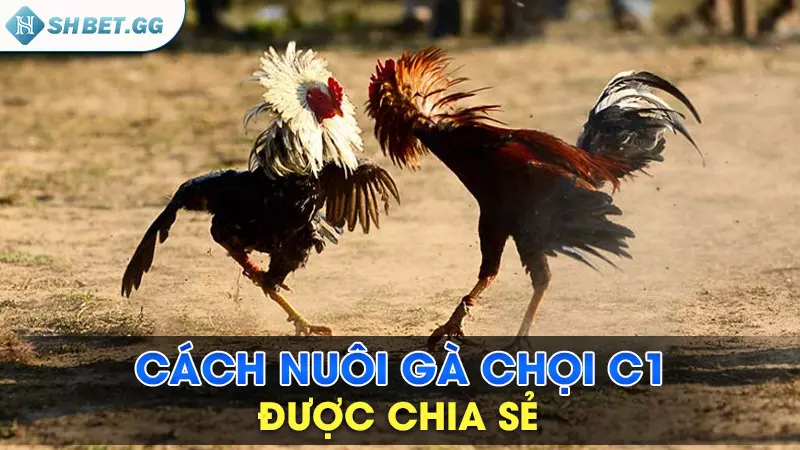 Cách nuôi gà chọi C1 được lưu truyền bởi cao thủ 6 Cách nuôi gà chọi C1 được chia sẻ